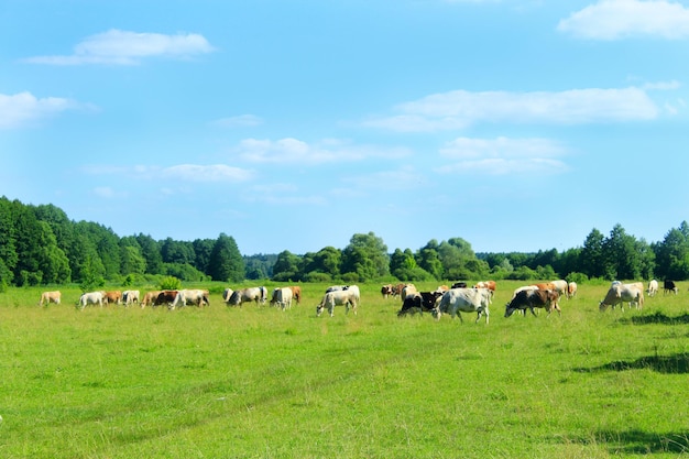 Krowy pasą się na pastwisku poza wioską w pobliżu lasu