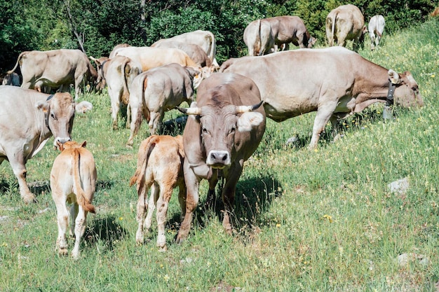 Krowy pasące się na górskich łąkach w Pirenejach w Hiszpanii