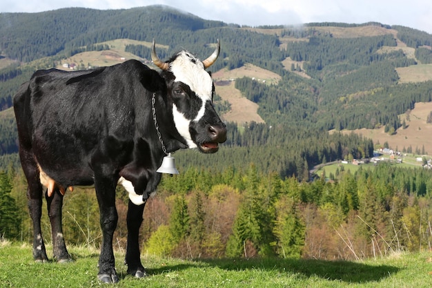 Zdjęcie krowy pasące się na halnej łące