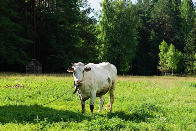 Krowy pasące się na łące Selektywne skupienie