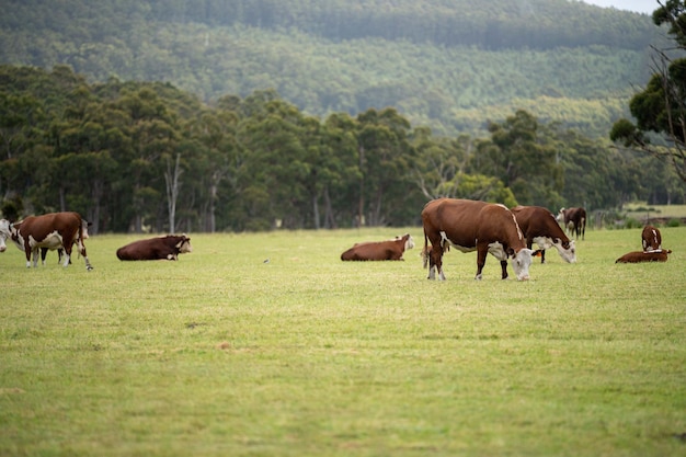 Krowy pasące się na łące w Australii