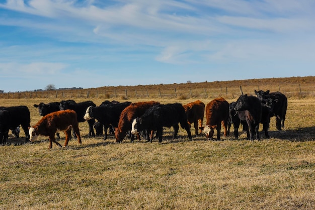 Krowy pasące się na polu na równinie Pampas w Argentynie
