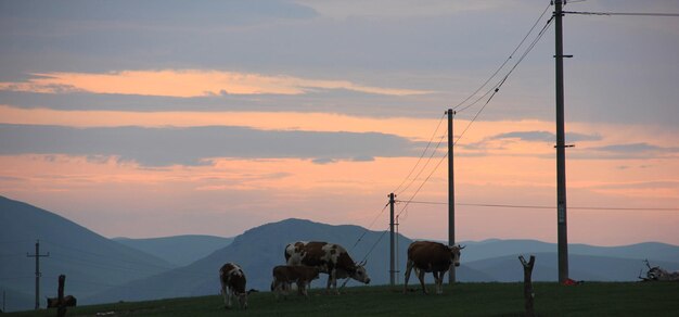 Zdjęcie krowy pasące się na polu na tle nieba podczas zachodu słońca