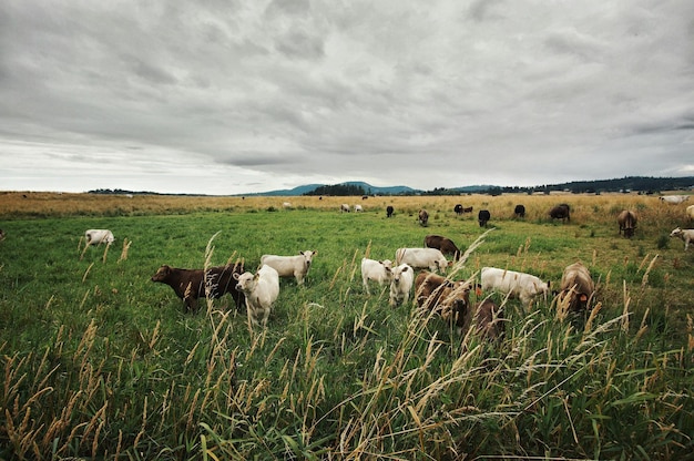 Krowy pasące się na polu na tle nieba