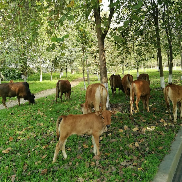 Krowy pasące się na polu