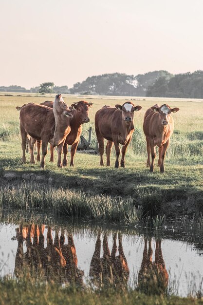 krowy pasące się o zachodzie słońca na wsi