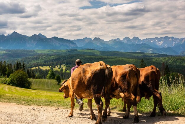 Krowy są wypasane na Podhalu w Polsce