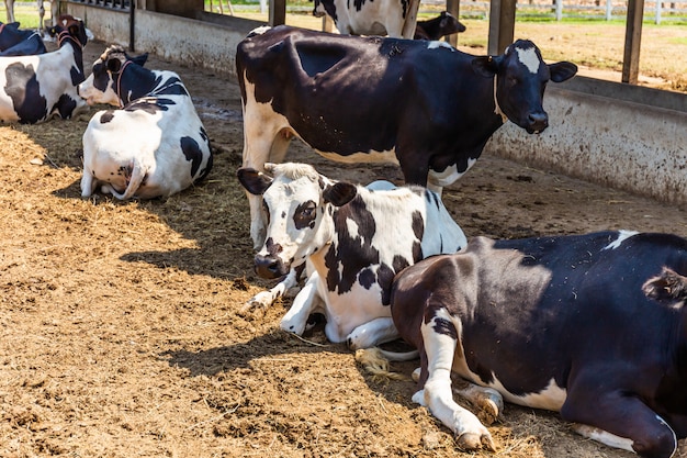 Krowy śpiące na farmie. Krowy mleczne to zwierzęta ekonomiczne.