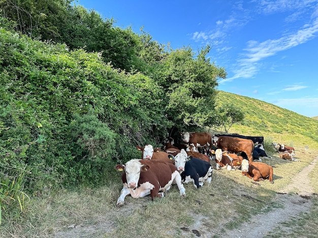 krowy stado woły krowy mleczne pastwiska hodowla bydła