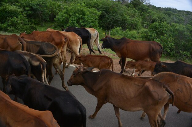 Zdjęcie krowy stojące na polu