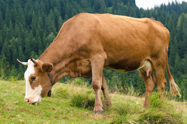 Krowy Stojące Na Zielonym Polu Z Górami I Jedzące Trawę Karpaty W Tle