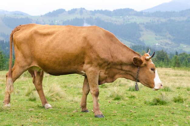 Krowy stojące na zielonym polu z górami i jedzące trawę Karpaty w tle