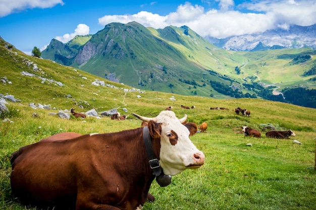 Krowy w górskim polu. Grand-Bornand, Haute-Savoie, Francja
