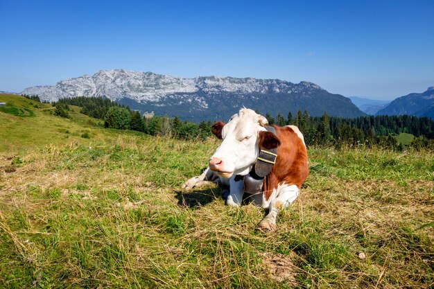 Krowy w górskim polu. La Clusaz, Górna Sabaudia, Francja