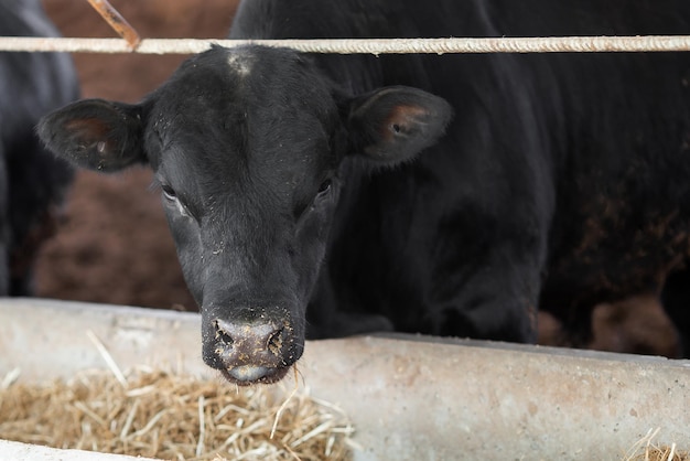 Krowy w gospodarstwie Krowy mleczne Świeże siano przed dojnymi krowami podczas pracy Nowoczesna obora z krowami mlecznymi jedzącymi siano