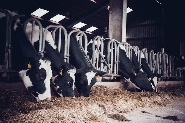 Zdjęcie krowy w hangarze krowy na farmie