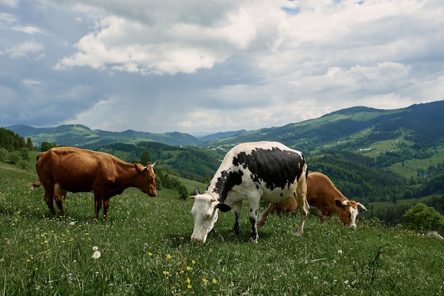 Krowy w słoneczny letni dzień pasą się na zielonej łące wysoko w górach.