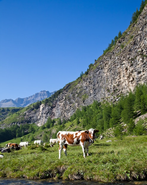Krowy włoskie w słoneczny dzień w okolicach Suzy, Piemontu, włoskich Alp