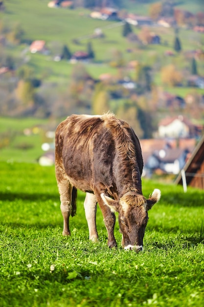 Krowy wypasane na zielonej letniej łące Stado krów Krowy na polu