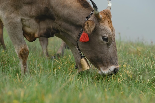 Krowy z dzwoneczkami na szyjach pasą się na ukraińskich polach i górach