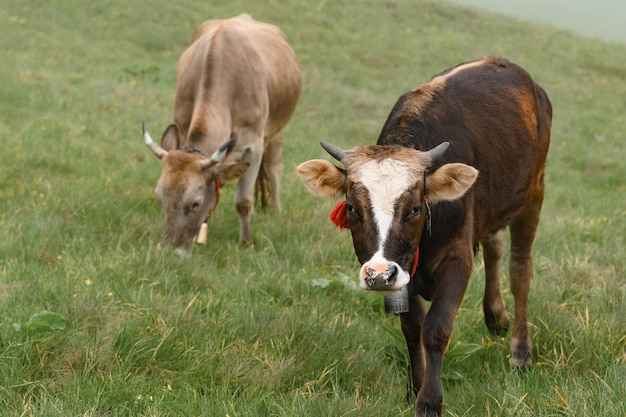 Krowy z dzwoneczkami na szyjach pasą się na ukraińskich polach i górach