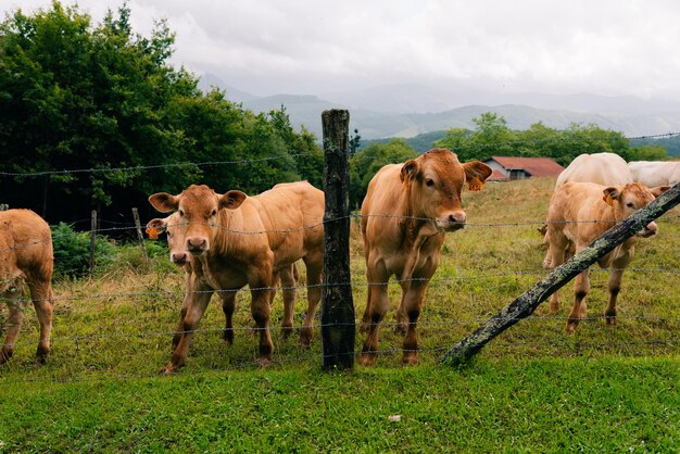 Krowy za drutem w górach Hiszpanii.