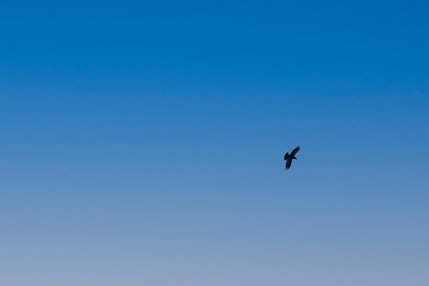 Kruk Corvus corax na tle błękitnego nieba