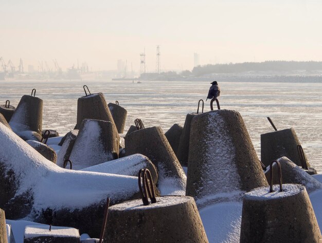 Kruk nad Bałtykiem i port w Kłajpedzie na Litwie w słoneczny zimowy dzień