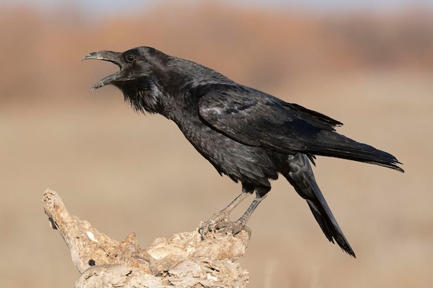 Zdjęcie kruk zwyczajny corvus corax toledo hiszpania