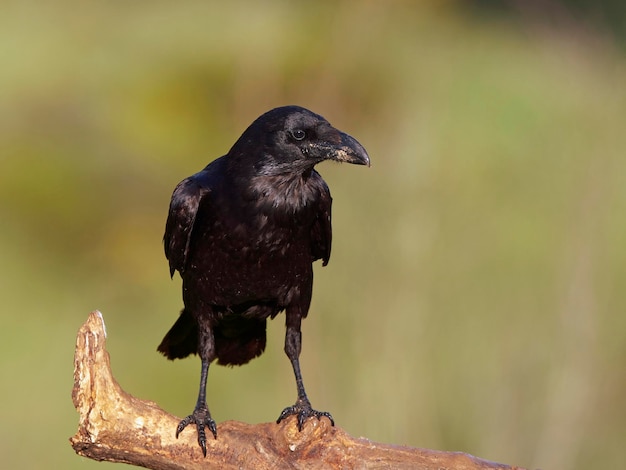 Kruk zwyczajny Corvus corax