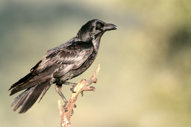 Kruk zwyczajny z pierwszymi światłami dnia, kruk, wrona, ptaki, Corvus corax