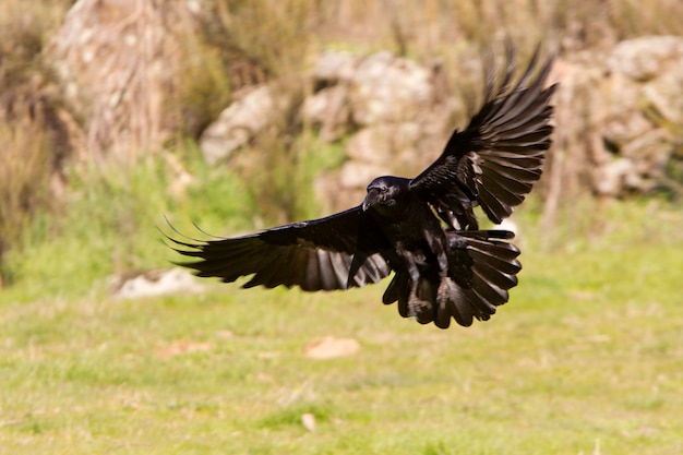 Kruk zwyczajny z pierwszymi światłami dnia latającymi, kruk, wrona, ptaki, Corvus corax