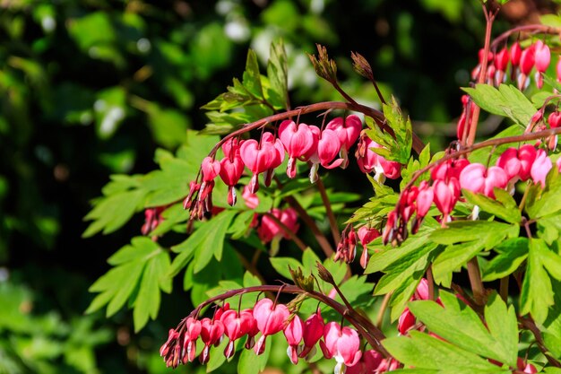 Zdjęcie krwawiące kwiaty serca lamprocapnos spectabilis lub dicentra spectabilis w ogrodzie wiosną