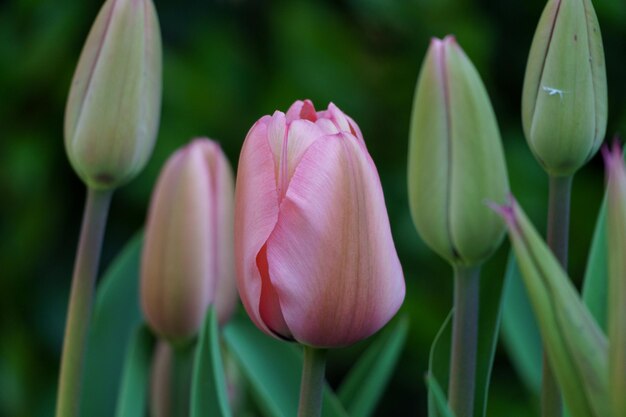 Zdjęcie krwawiące tulipany