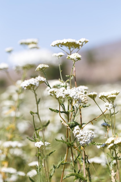 Krwawnik pospolity Achillea kwitnie dziko wśród traw Zioło medyczne Piękne pole białych dzikich kwiatów