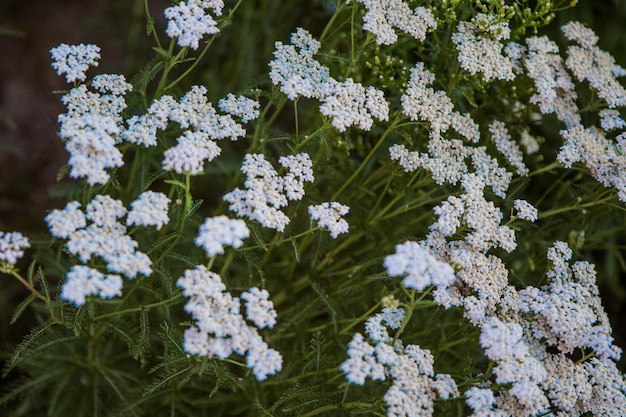 Krwawnik zwyczajny Achillea borealis na łące