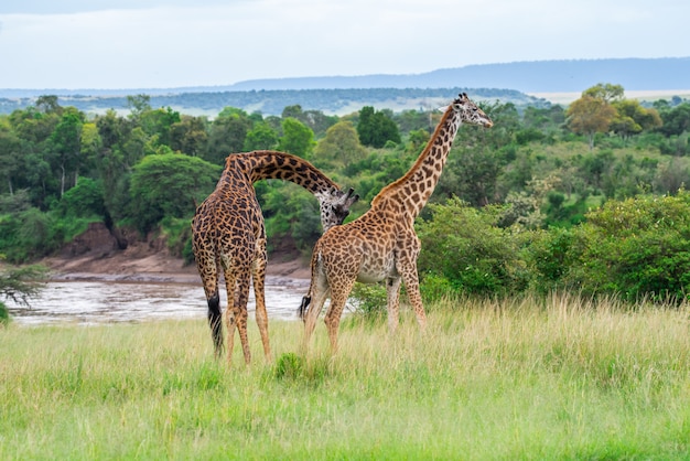 Zdjęcie krycia żyraf w parku narodowym masai mara