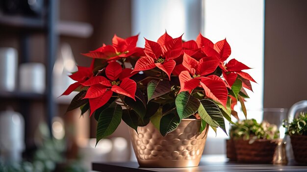 Kryty kwiat Christmas Star Poinsettia w doniczce w wystroju wnętrz