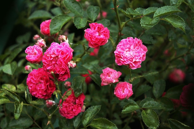 Krzak róż herbacianych lśni w porannej rosie