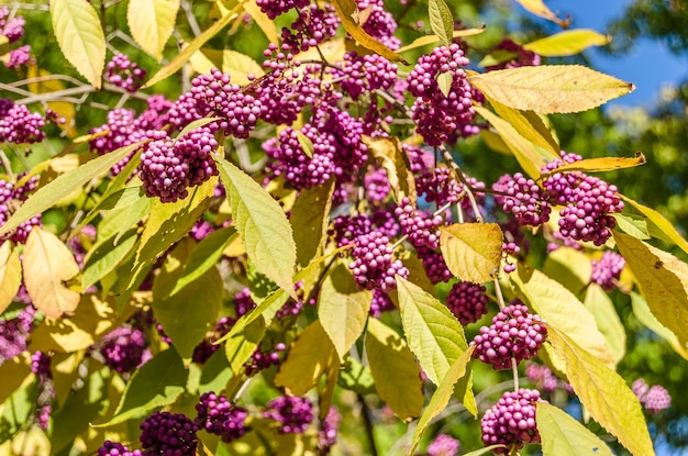 Zdjęcie krzew beautyberry z dojrzałymi owocami jesienią