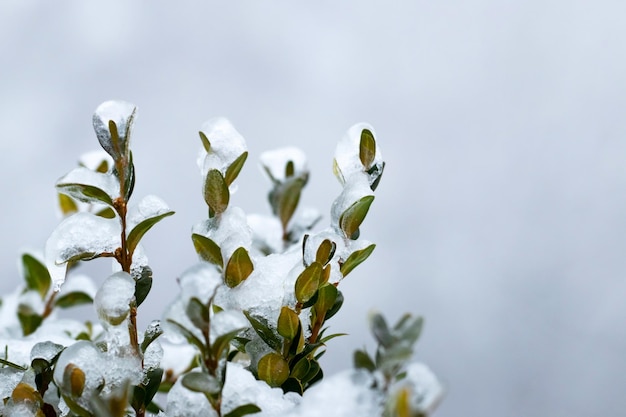 Krzew bukszpanu pokryty śniegiem i lodem z zielonymi liśćmi na rozmytym tle