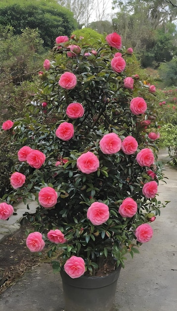 Krzew Camellia japonica