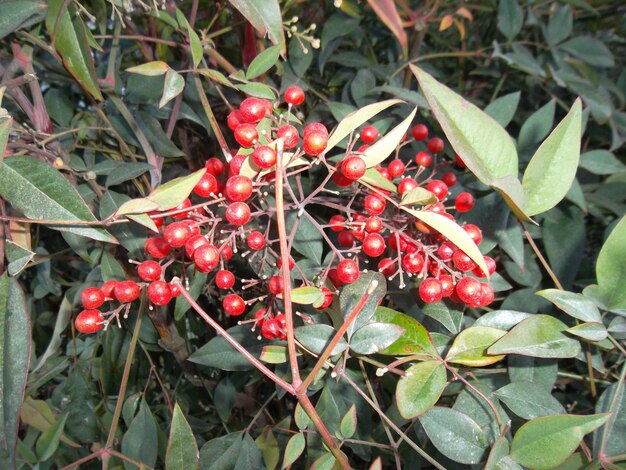 Zdjęcie krzew czerwonych jagód