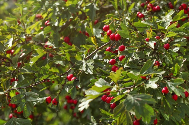 Krzew głogu (Crataegus / hawberry) o małych czerwonych owocach.