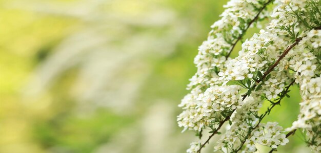 Krzew kwitnący z białymi kwiatami niewyraźne tło Naturalne tło wiosny