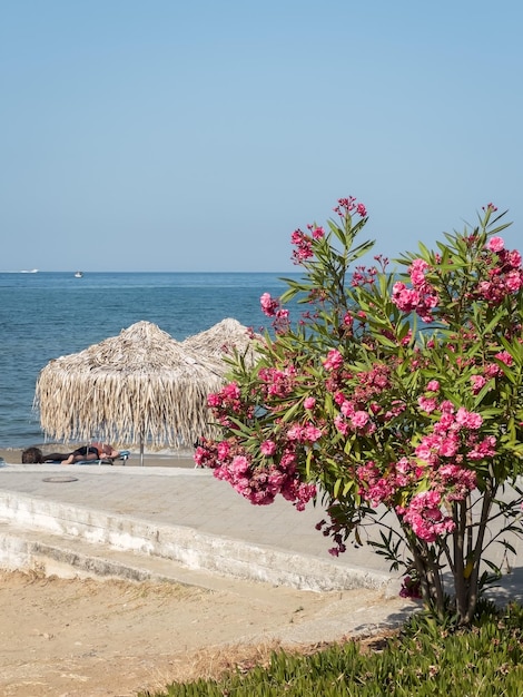 Krzew oleandra rośnie w pobliżu plaży miejskiej Słomiane parasole plażowe od słońca