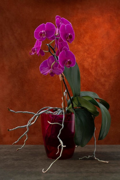 Krzew orchidei Phalaenopsis w doniczce na brązowym tle