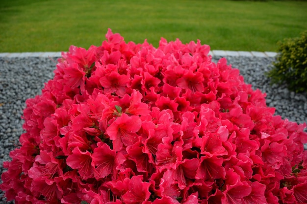 Krzew pięknych czerwonych kwiatów azalii na pierwszym planie. Zielony gazon i ozdobne kamienie