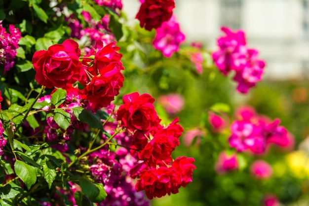 Krzew pięknych róż w ogrodzie Ujęcie poziome