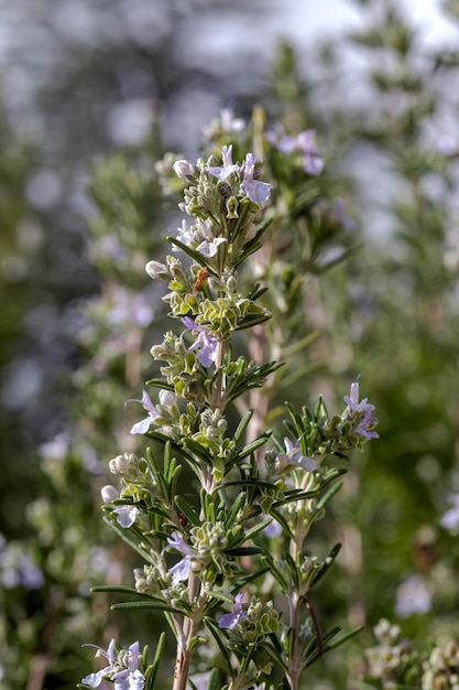 Krzew rozmarynu Rosmarinus officinalis z kwiatami bzu kwitnie w słoneczny jesienny dzień w zbliżeniu